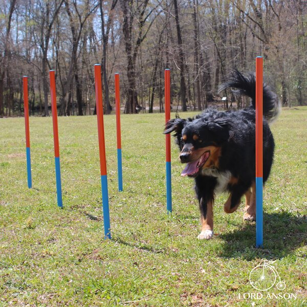 Lord Anson Dog Agility Set - Dog Agility Equipment - 1 Dog Tunnel